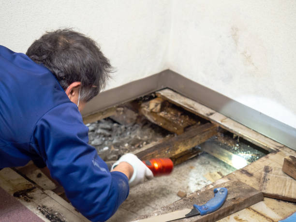 Mold Testing and Removal in Redondo Beach, CA