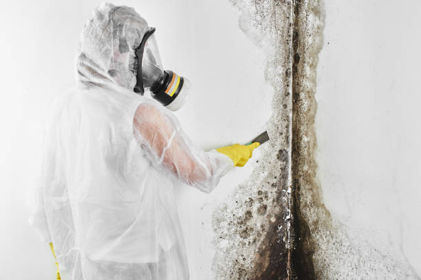 Mold Removal Process in Redondo Beach, CA