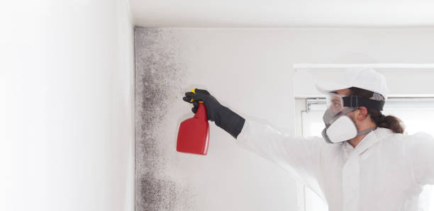 Best Mold Removal Process  in Redondo Beach, CA