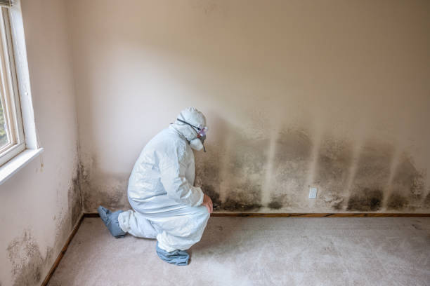 Best Toxic Mold Removal  in Redondo Beach, CA