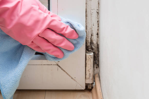 Best Residential Mold Removal  in Redondo Beach, CA