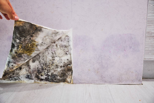 Certified Mold Removal in Redondo Beach, CA